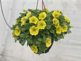 CAPELLA™ Hello Yellow