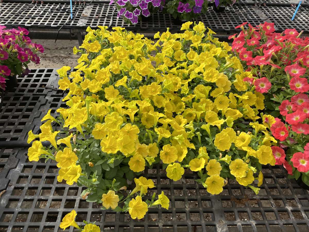 CAPELLA™ Hello Yellow