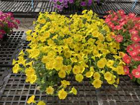 CAPELLA™ Hello Yellow