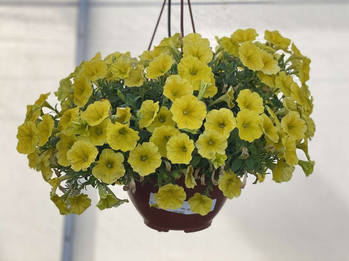 CAPELLA™ Hello Yellow