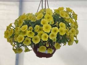CAPELLA™ Hello Yellow