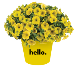 CAPELLA™ Hello Yellow