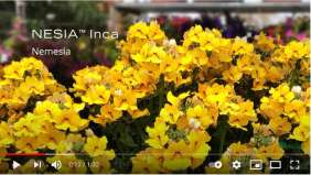 NESIA™ Inca