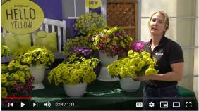 CAPELLA™ Hello Yellow