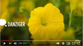 CAPELLA™ Hello Yellow