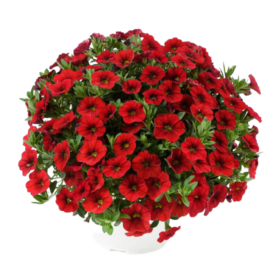COLIBRI™ Bright Red