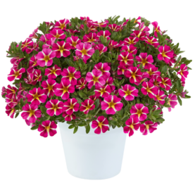 COLIBRI™ Pink Bling