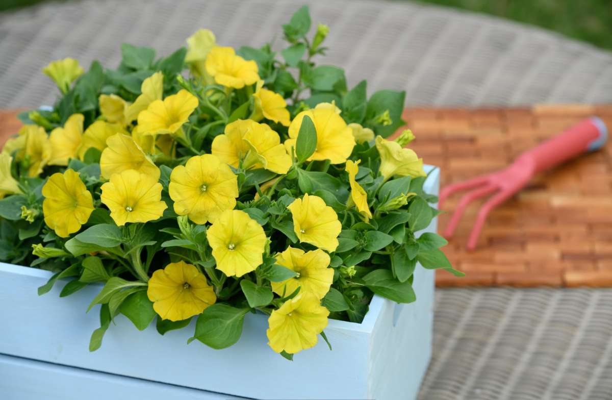 CAPELLA™ Hello Yellow