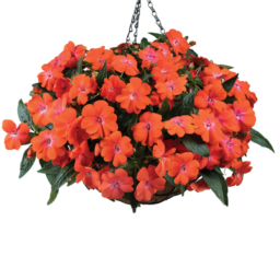 HARMONY® COLORFALL™ Orange