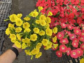 CAPELLA™ Hello Yellow