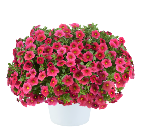 LIA™ Cranberry
