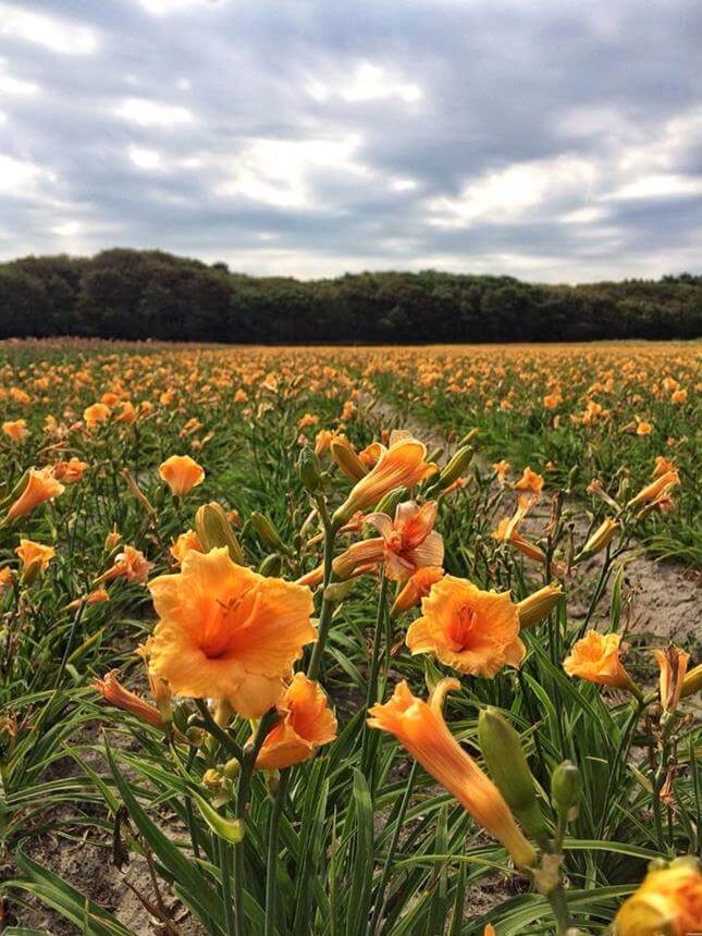 Endlesslily® Orange
