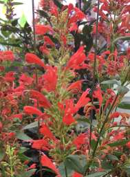Kudos™ Red