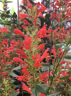 Kudos™ Red