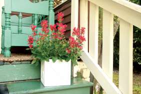 Kudos™ Red