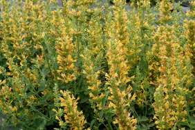 Kudos™ Yellow