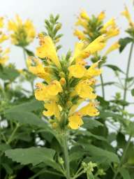 Poquito™ Butter Yellow