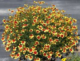 Sunstar™ Gold