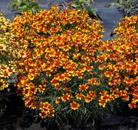 Sunstar™ Orange
