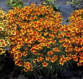 Sunstar™ Orange