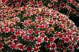 Sunstar™ Rose