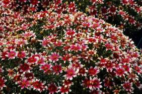 Sunstar™ Rose