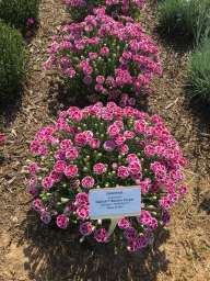 Delilah™ Bicolor Purple