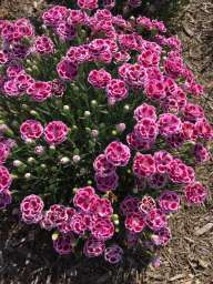 Delilah™ Bicolor Purple