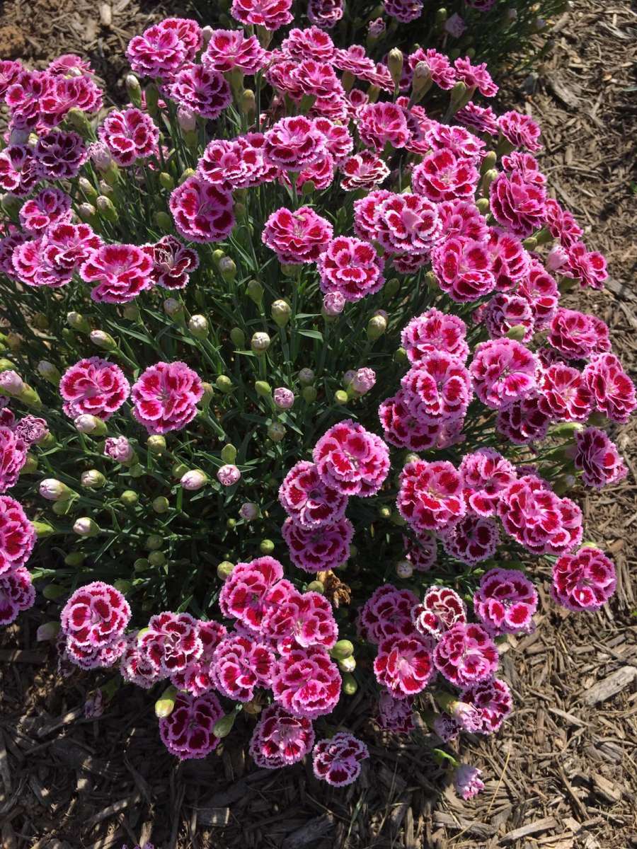 Delilah™ Bicolor Purple
