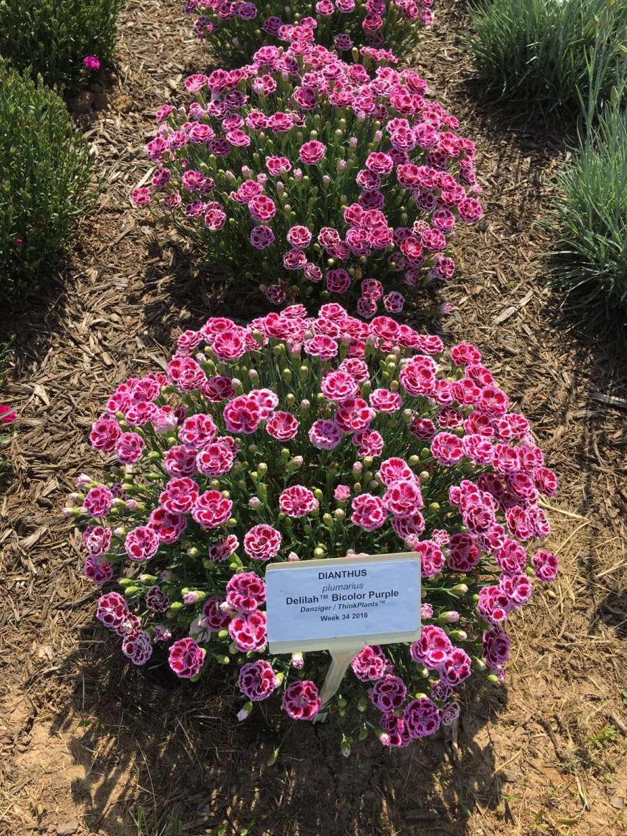 Delilah™ Bicolor Purple