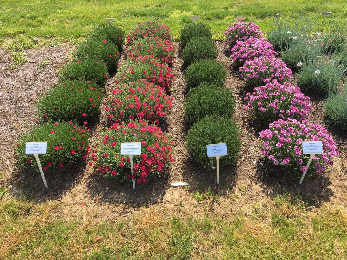 Delilah™ Bicolor Magenta
