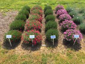 Delilah™ Bicolor Magenta