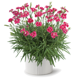 Delilah™ Bicolor Magenta