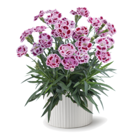Delilah™ Bicolor Purple