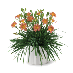 Endlesslily® Coral Imp.
