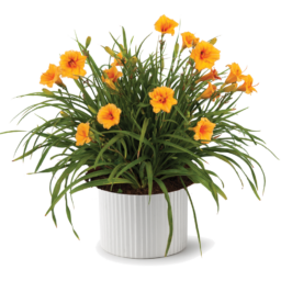 Endlesslily® Orange