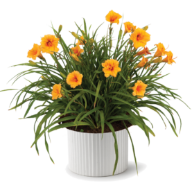 Endlesslily® Orange