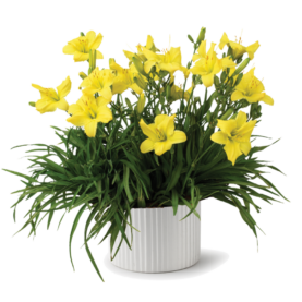 Endlesslily® Yellow