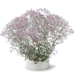 Festival® Pink Lady