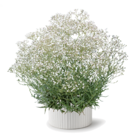 Festival® White