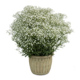 Festival® White Flare