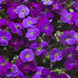 Axcent™ Deep Purple