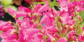 Harlequin™ Hot Pink