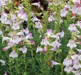 Harlequin™ Lilac