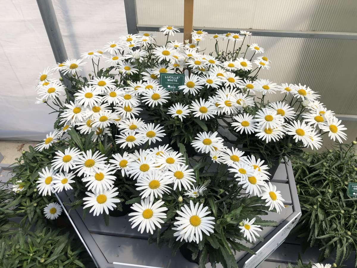 Lucille™ White