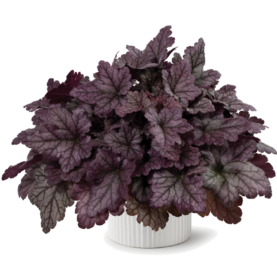 Kira™ Purple Rain Forest Improved