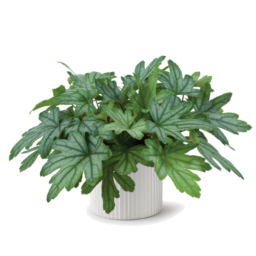 Kirella™ Fresh Green