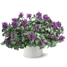 Lami™ Dark Purple