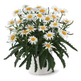 Lucille™ White