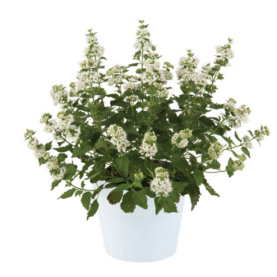 Pavilion™ White